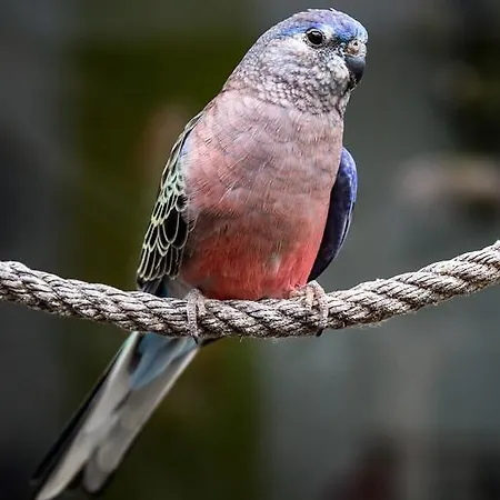 D'hotes- Aux Oiseaux